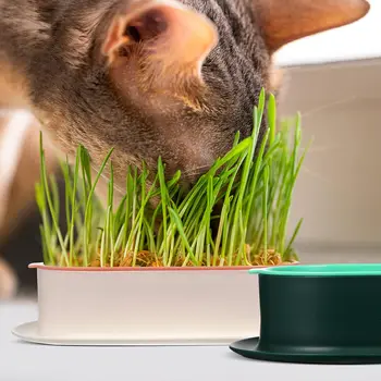  Волшебная кошачья трава может помочь гидравлическому пищеварению Ростки пшеницы Расплавить шерсть Кошки Закуски Чистый рот Кошачья трава для предотвращения комков шерсти