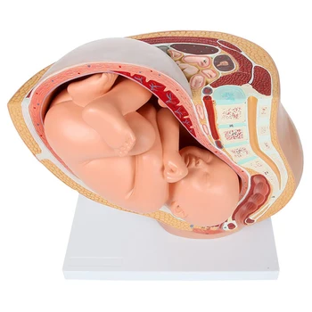 Беременность человека Развитие плода 9-й месяц Эмбриональная модель таза Плод Плод Анатомия беременности Плацента Модель 11X12 СМ